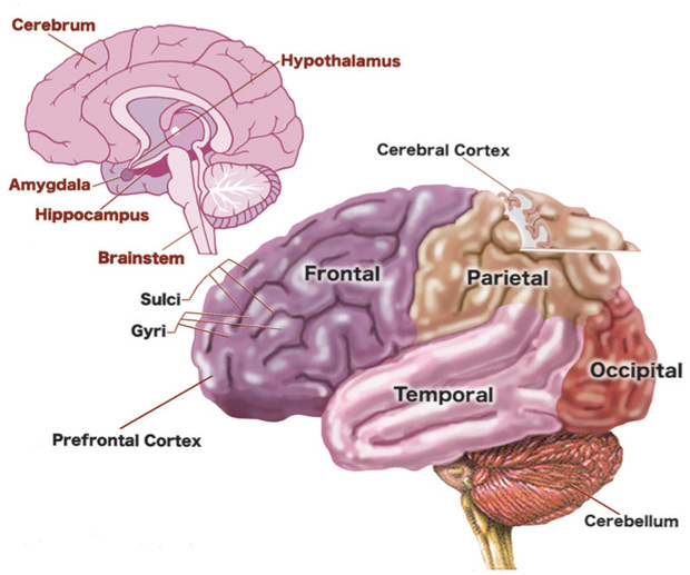 图1：人脑;资料来源：由Parrow Day从www.educarer.org，2006年调整